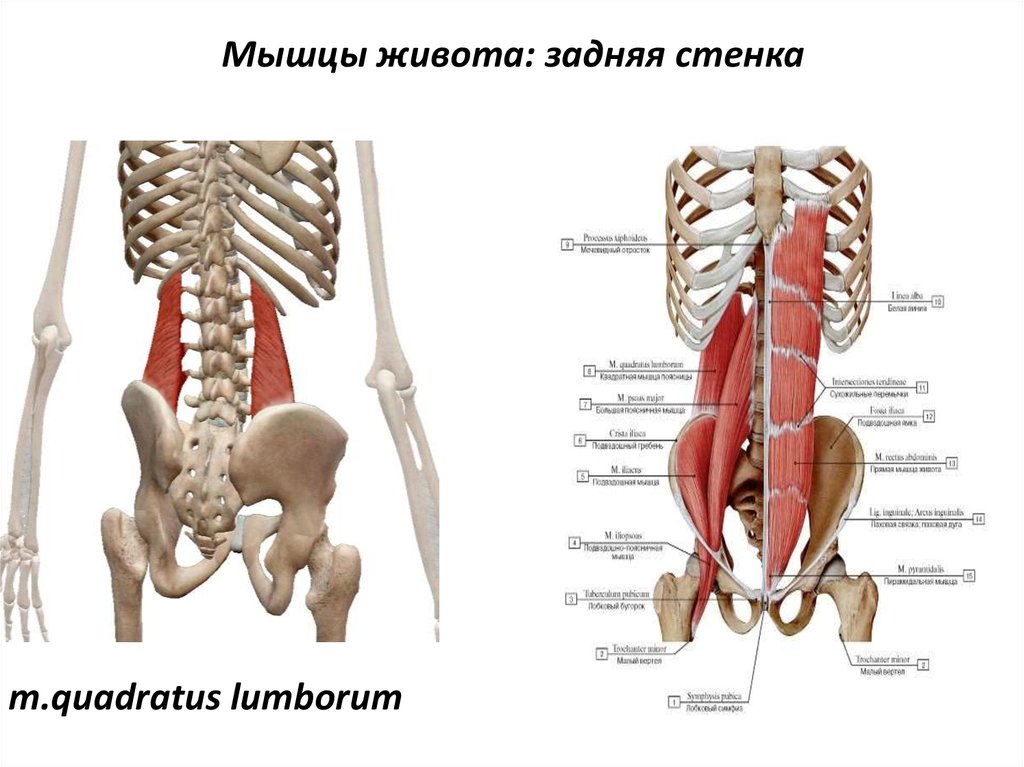 Мышцы стенок живота. Задняя группа мышц живота. Мышцы задней стенки живота анатомия. Квадратная мышца поясницы анатомия функции. Мышца боковой стенки брюшной полости.