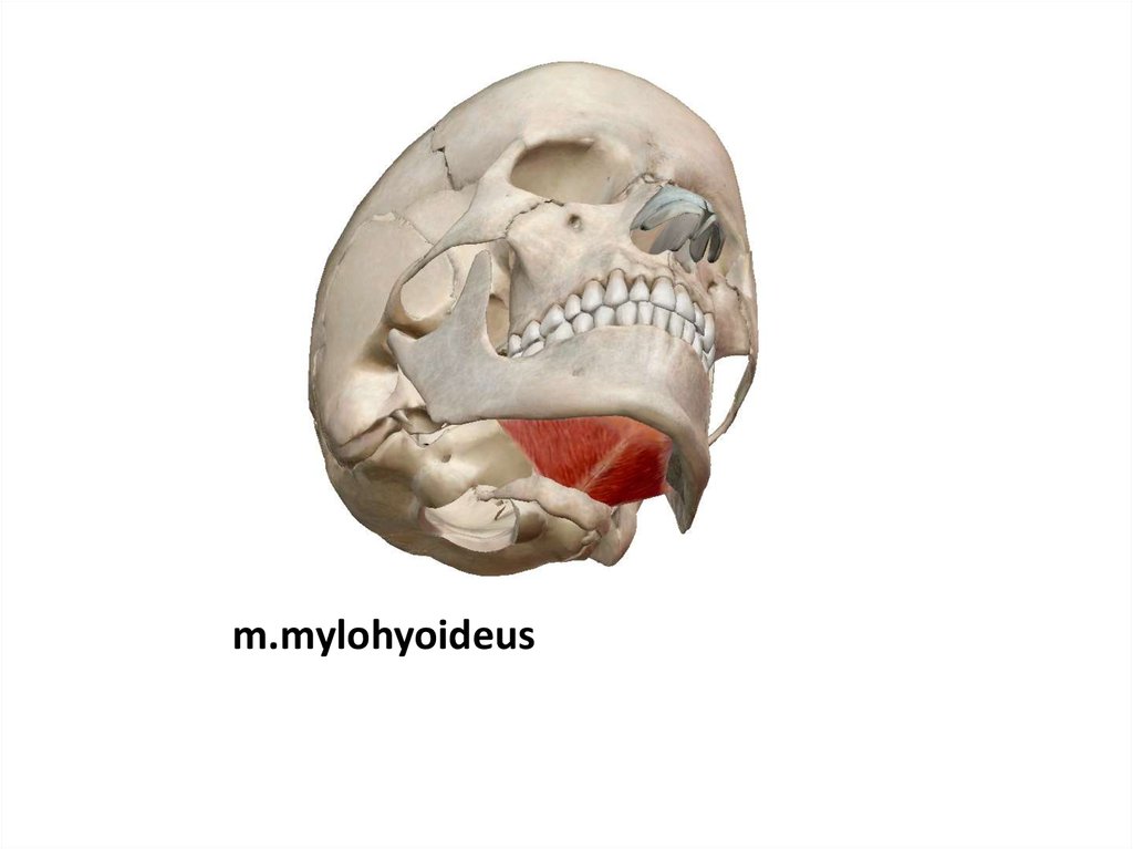 Musculus Longus Colli