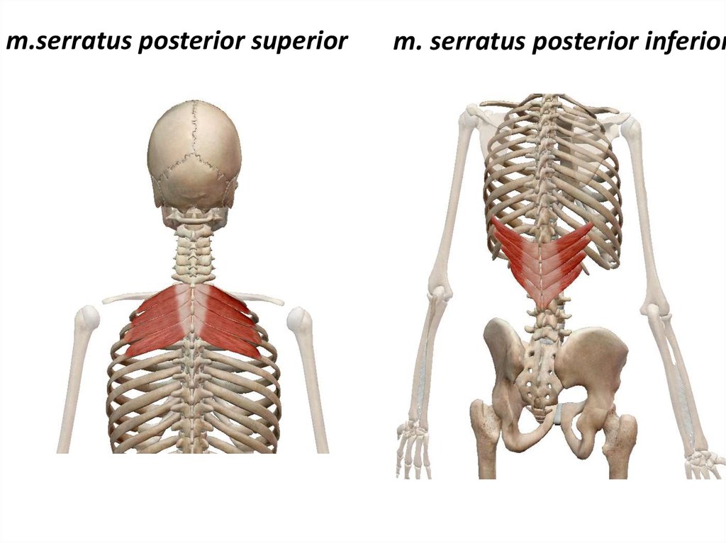 Задняя зубчатая мышца. Верхняя задняя зубчатая мышца, m. serratus posterior Superior.. Serratus posterior Superior мышца. Мускулюс Серратус. Нижняя задняя зубчатая мышца (m. serratus posterior inferior).