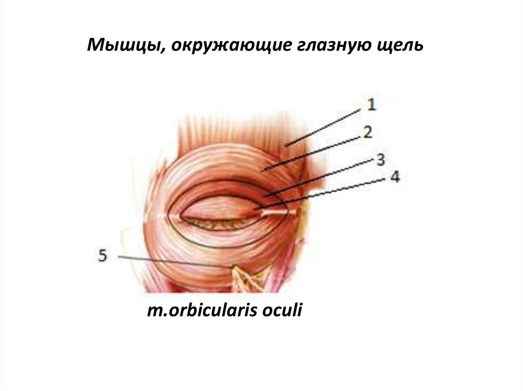 Круговая мышца. Мышцы окружающие глазную щель анатомия. Мимические мышцы окружающие глазную щель. Мишц окружащие глазную щель. Мышцы окружающие глазную щель, круговая мышца глаза.