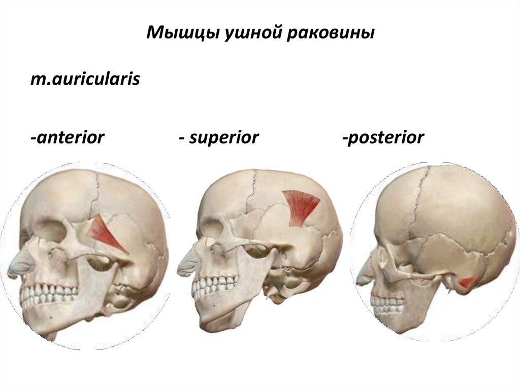 Мышцы ушной раковины. Задняя ушная мышца m. auricularis posterior. Передняя верхняя и задняя ушные мышцы. Верхняя ушная мышца (m. auricularis Superior).