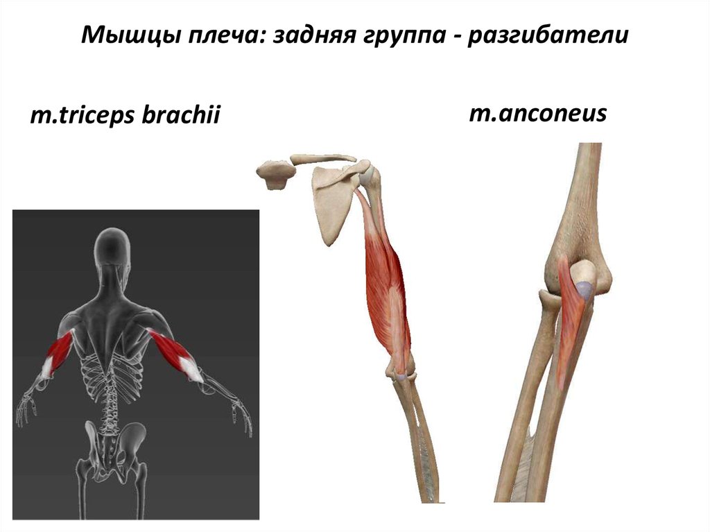 Локтевая мышца. Локтевая мышца m. Anconeus. Мышцы разгибатели плечевого сустава. Мышца разгибатель задней группы плеча. Плечевая мышца (m. brachialis).