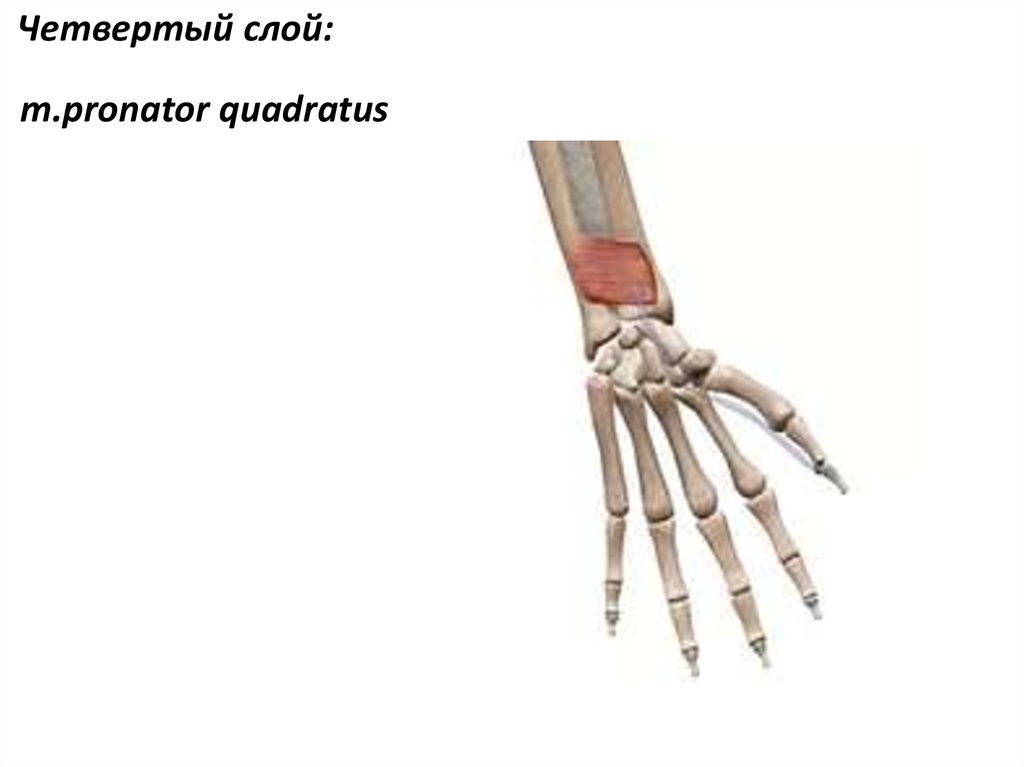 Квадратный пронатор. Квадратный пронатор кисти анатомия. М. pronator Quadratus. Квадратный пронатор мышца. Квадратный пронатор функция.