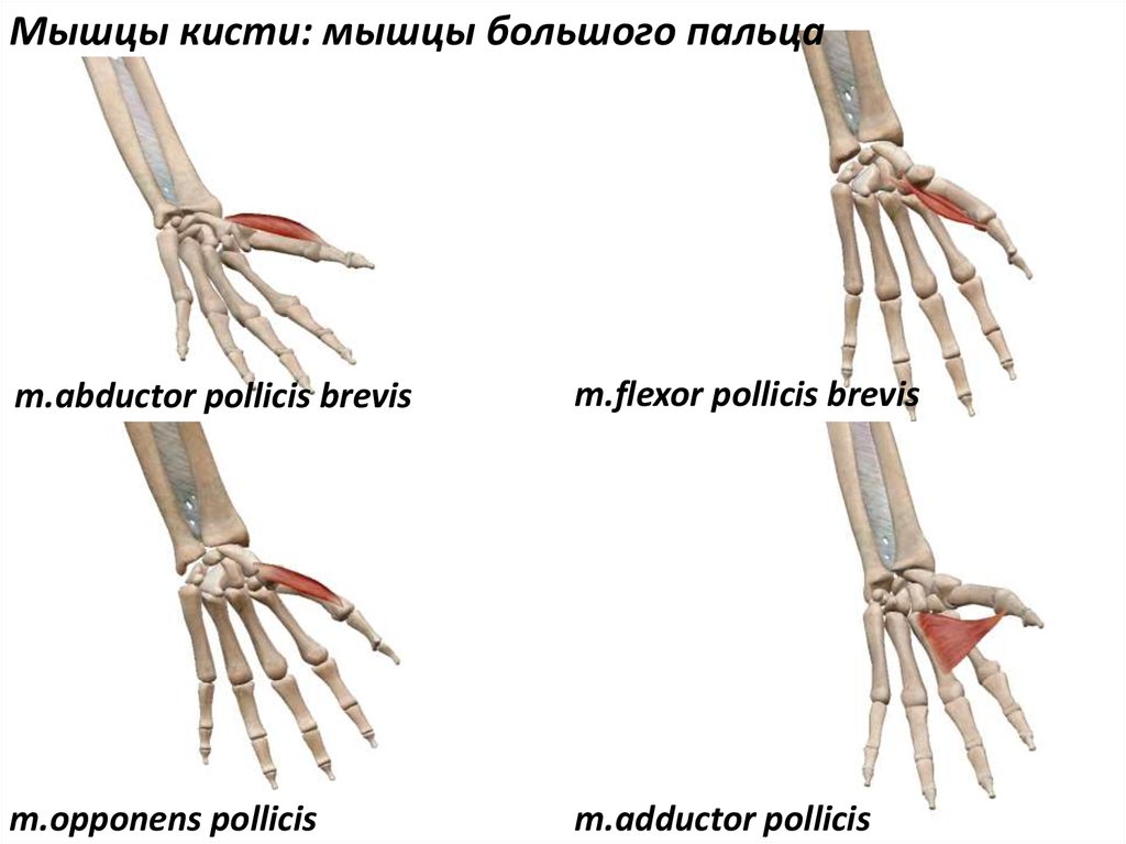 Мышцы большого пальца. Короткий сгибатель большого пальца кисти m. Flexor pollicis Brevis. Короткая мышца, отводящая большой палец кисти m. abductor pollicis Brevis. Мышца, противопоставляющая большой палец (m.opponens pollicis). Короткий сгибатель 1 пальца кисти.