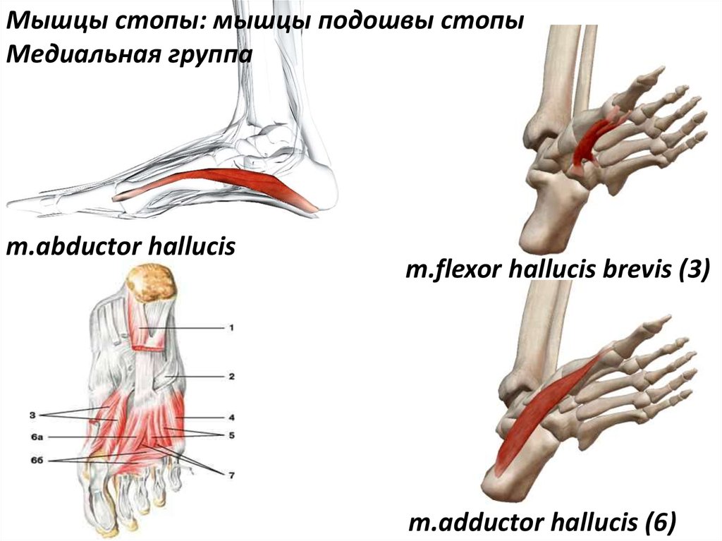 Мышцы стопы. Flexor Hallucis Brevis мышца. M abductor Hallucis. Мышцы стопы медиальная группа. Мышцы подошвы стопы медиальная группа.