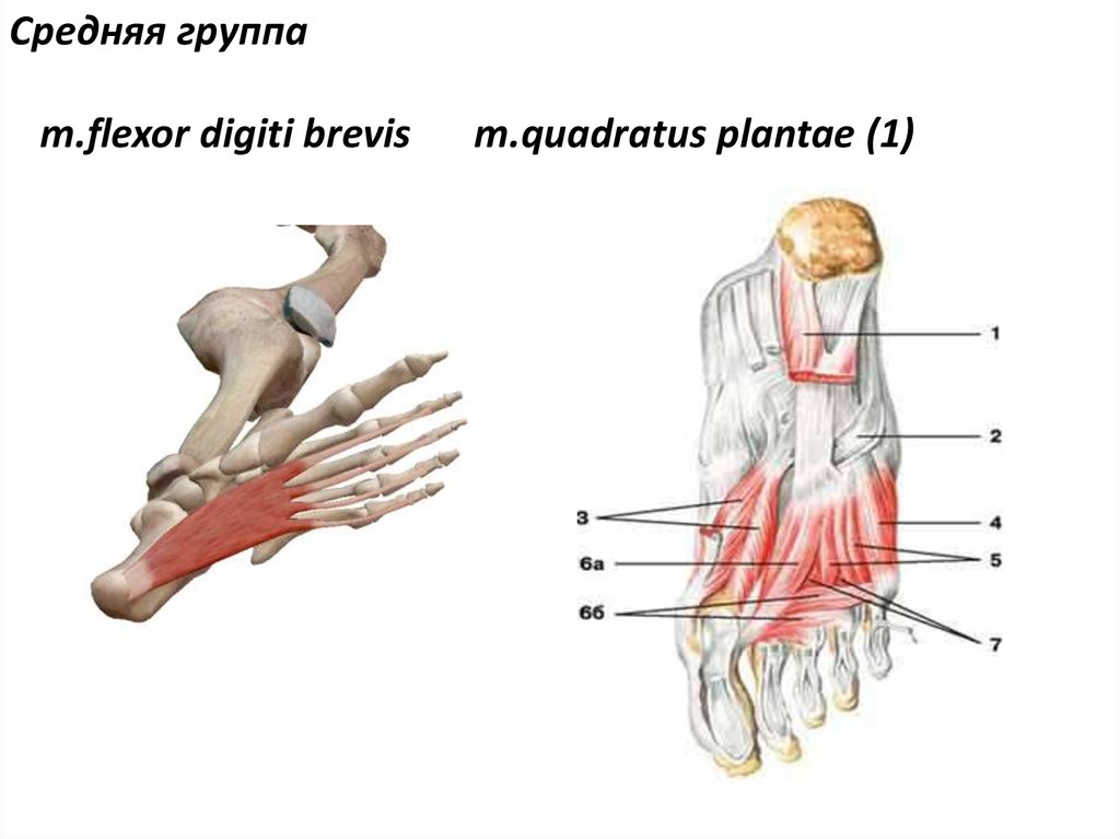 M extensor digitorum