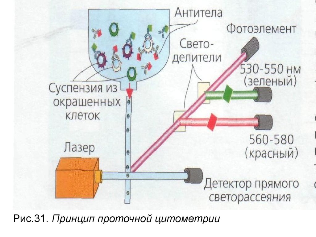 Принцип работы метода. Проточная цитофлуориметрия принцип метода. Метод проточной цитометрии иммунология. Проточная цитометрия принцип метода. Методика проточной цитометрии.