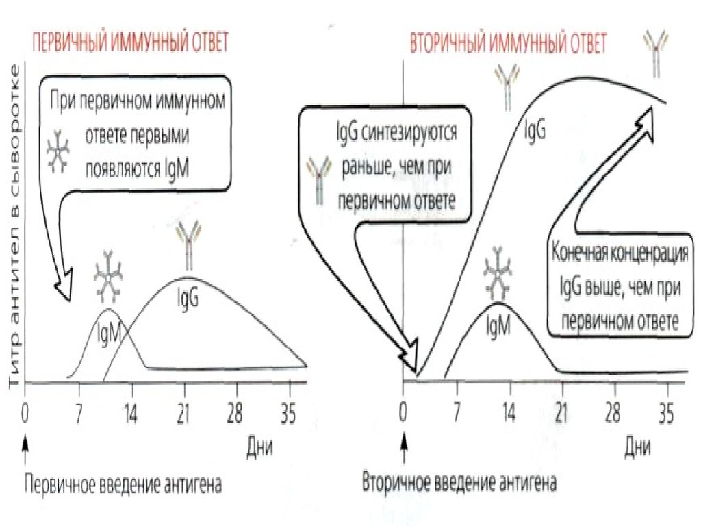 Схема первичный и вторичный иммунный ответ