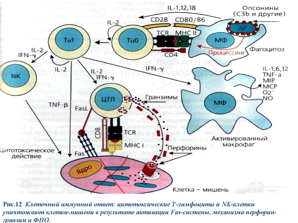 Цитотоксические т клетки. Цитотоксические cd8+ т-лимфоциты. Метод выявления т-лимфоцитов. Т-лимфоциты иммунологические реакции. Цитотоксические т клеточный иммунный ответ.