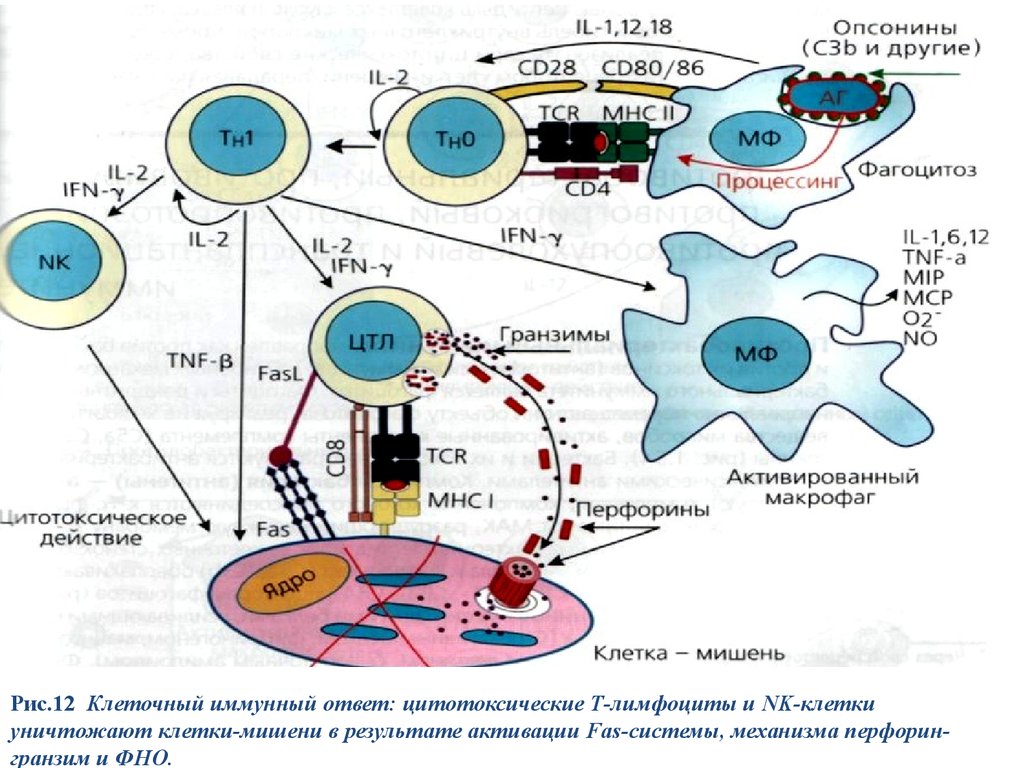 12 методов в картинках иммунологические технологии