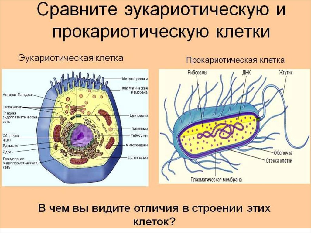 Рассмотрите изображенные на рисунке клетки определите какими буквами обозначены прокариотическая и