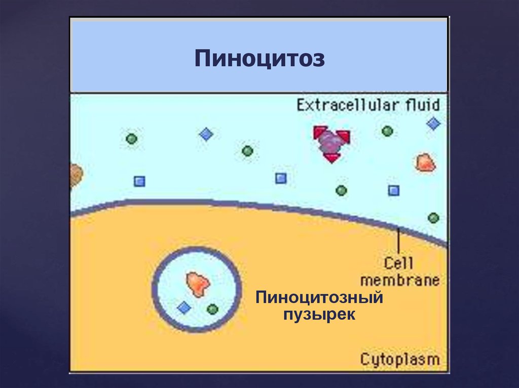 Пиноцитозные пузырьки. Пиноцитозный пузырек. Строение пиноцитоза. Пиноцитоз строение. Пиноцитоз пузырек.