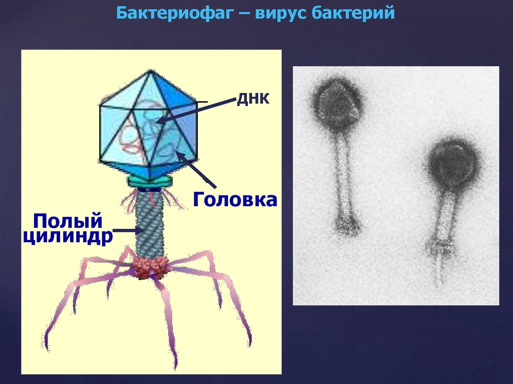 Бактериофаги клеточное строение