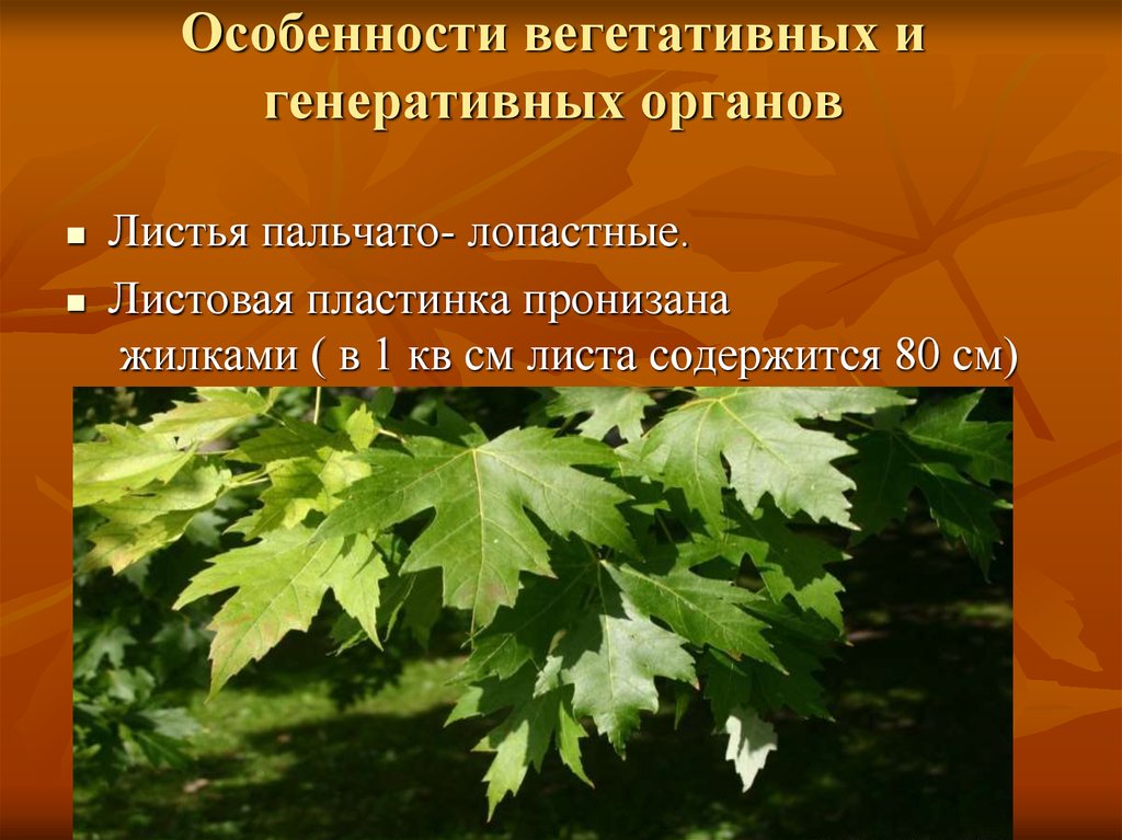 Орган листьев. Особенности вегетативных органов. Семейство кленовые представители. Органы клена. Генеративные органы клена.