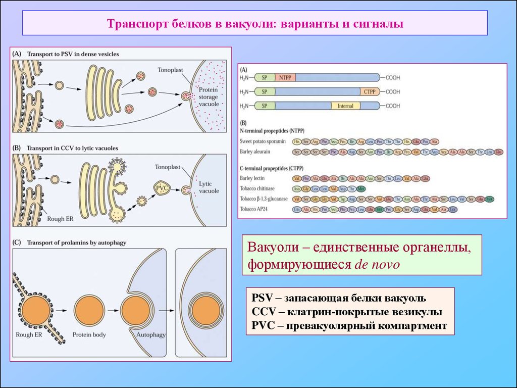 Белковый транспорт. Транспорт белков. Транспорт белков внутри клетки. Транспорт белков органоид.