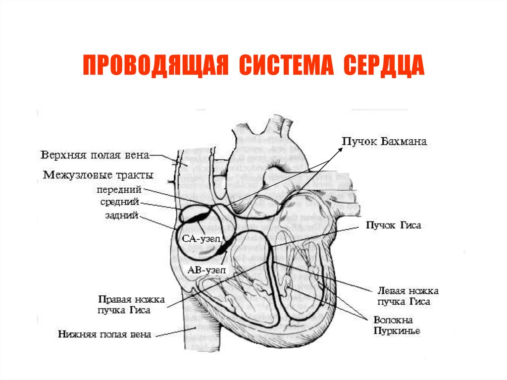 Проводящее сердце. Строение и функции проводящей системы сердца. Проводящая система сердца человека схема. Функции элементов проводящей системы сердца. Проводящая система сердца схема с подписями.