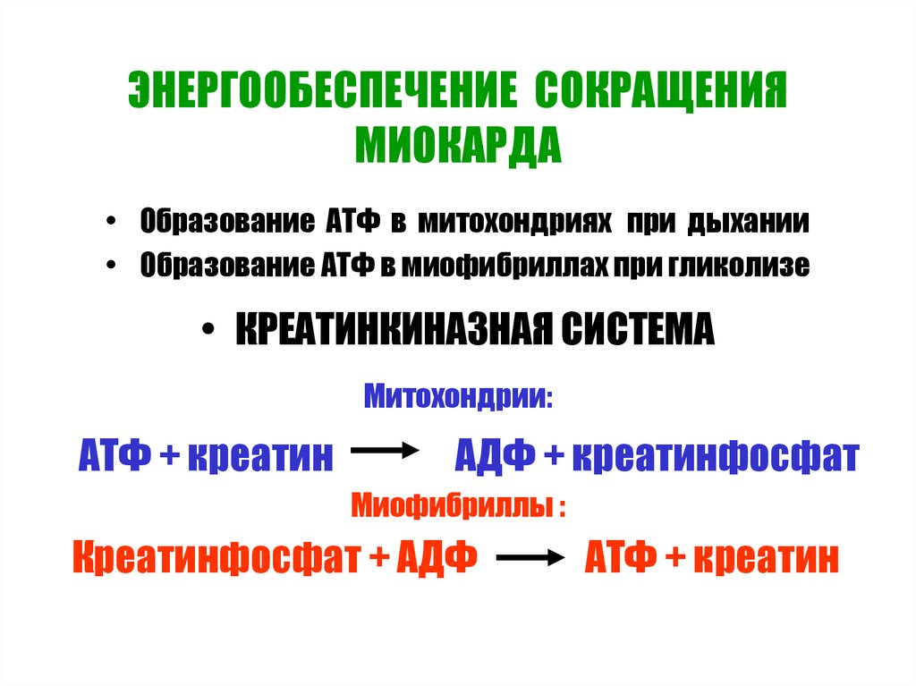 Образование атф при дыхании. Энергообеспечение. Механизмы энергообеспечения мышц. Сокращение миокарда.