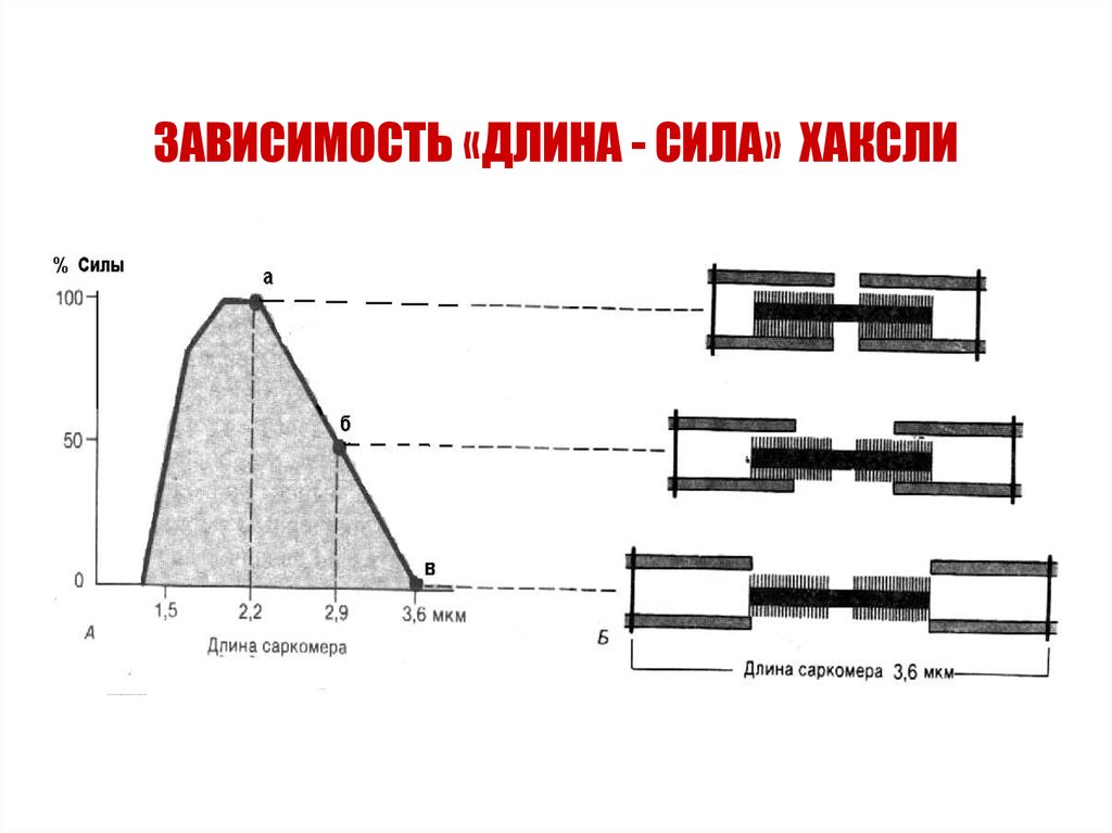 Зависит от длины. Кривая длина сила. Зависимость длина сила Хаксли. Зависимость сила-длина. Закон длина сила.