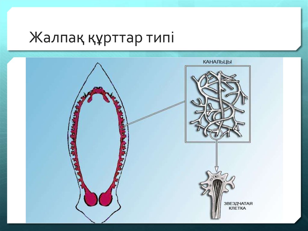 Плоские черви выделительная система. Плоские черви Эволюция. Выделение плоских червей. Выделительная система одноклеточных. Одноклеточные плоские черви.