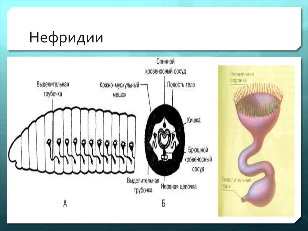 Нефридии ланцетника рисунок