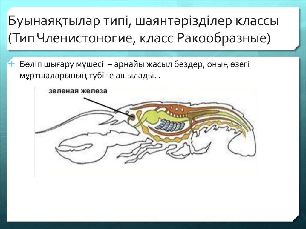 Тесты ракообразные 7 класс. Класс ракообразные. Шаянтәрізділер класы. Зеленые железы. Зелёные железы у ракообразных.