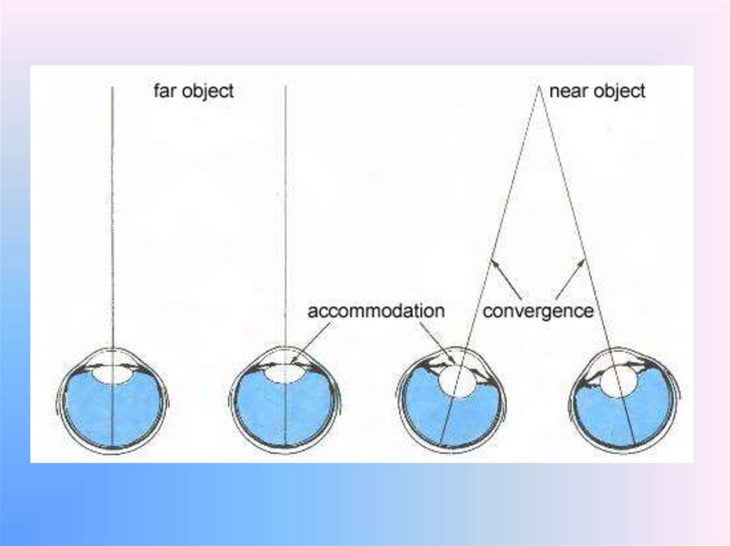 Близко определяться. Конвергенция и аккомодация глаз. Конвергенция зрительных осей. Механизм конвергенции глаза. Механизм аккомодации и конвергенции.