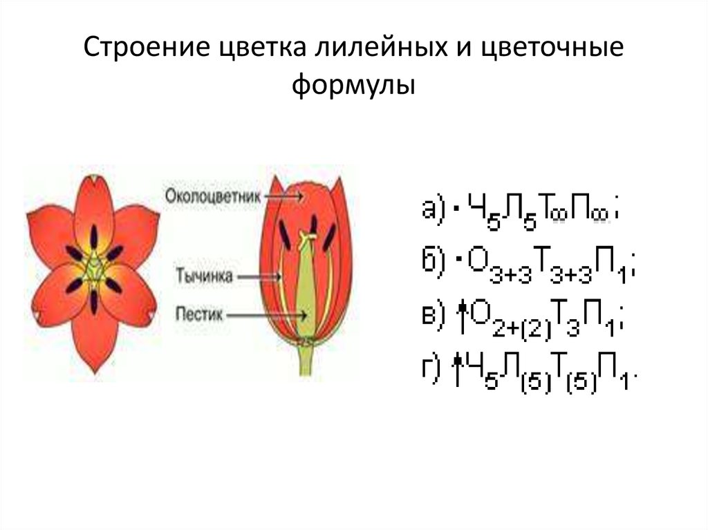 Количество лепестков кратно 3. Семейство Лилейные строение цветка формула. Формула цветка лилейных 6 класс биология. Семейство Лилейные строение цветка. Строение лилейных растений формула.