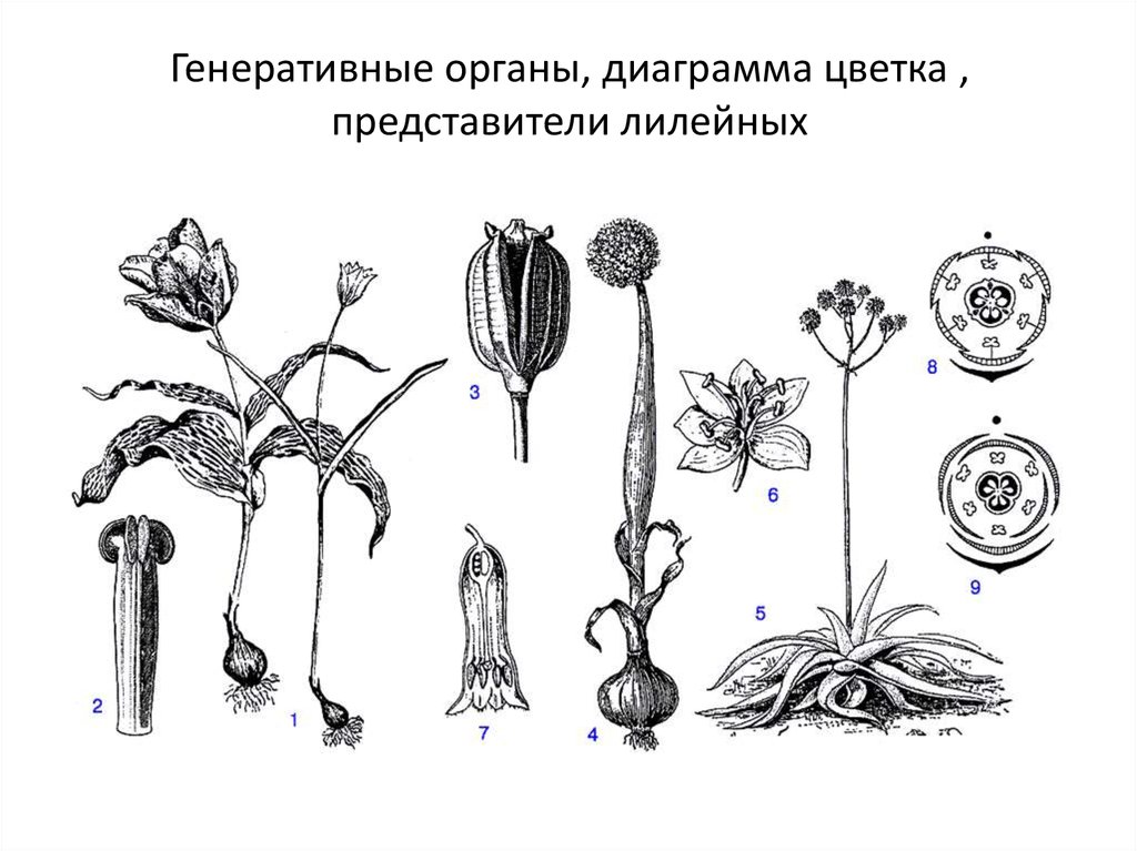 Семьи растений. Гинецей лилейных. Лилия саранка диаграмма цветка. Лилейные растения диаграмма цветка. Семейство: Лилейные (Liliaceae).