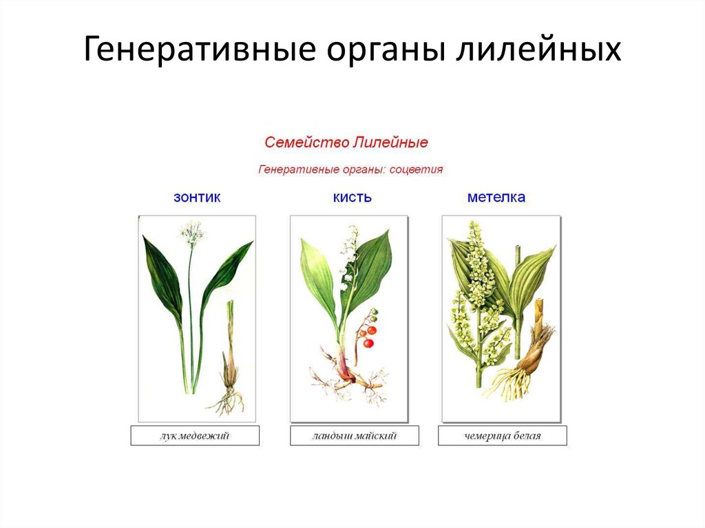 Генеративные органы соцветия. Семейство Лилейные соцветие. Соцветие лилейных растений. Семейство Лилейные генеративные органы. Семейство Лилейные соцветие кисть.
