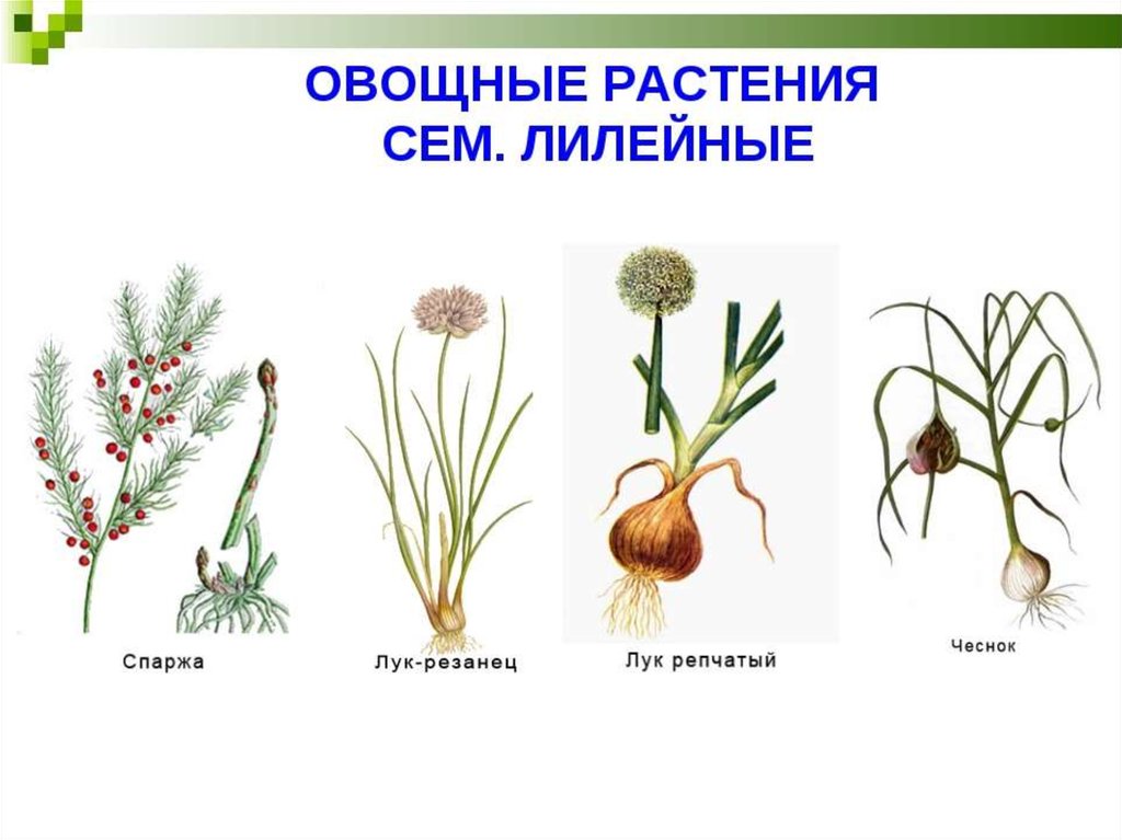 Три примера лилейных. Семейство Лилейные овощные растения. Представители лилейных растений. Семейства лилейных растения семейства. Семейство Лилейные представители.