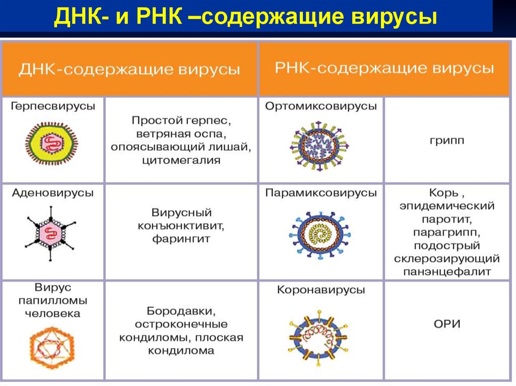 Отличить коронавирус. Вирусы ДНК И РНК содержащие таблица. ДНК содержащие вирусы и РНК содержащие вирусы. Заболевания вызванные РНК содержащими вирусами. Типы строения вирусов.