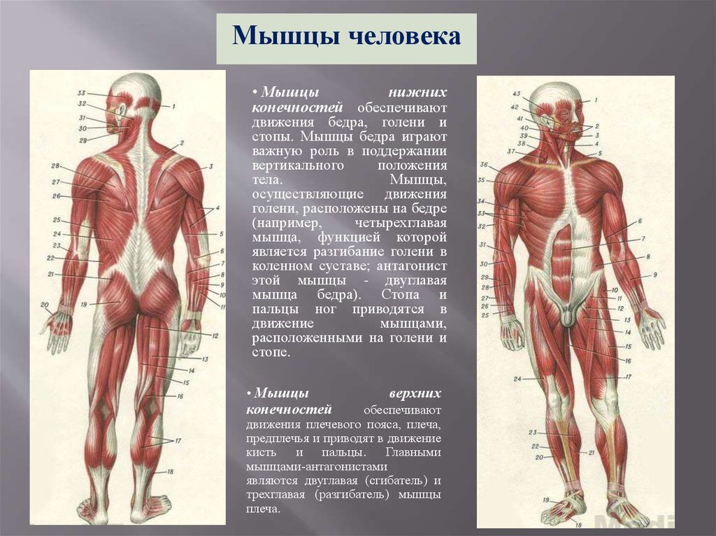 Основные скелетные мышцы человека