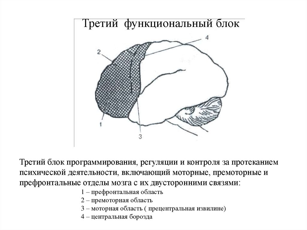 1 2 3 блок. Третий функциональный блок мозга Лурия. Третий функциональный блок (по а.р. Лурия) -. Блоки мозга нейропсихология 3 блок. Третий функциональный блок мозга (по а.р.Лурия) осуществляет.