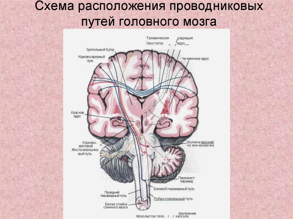 Проводящие системы головного мозга. Проводящие пути головного мозга анатомия. Схема проводящих путей головного мозга. Проводящие пути головного мозга проекционные. Проводящие пути ствола головного мозга.