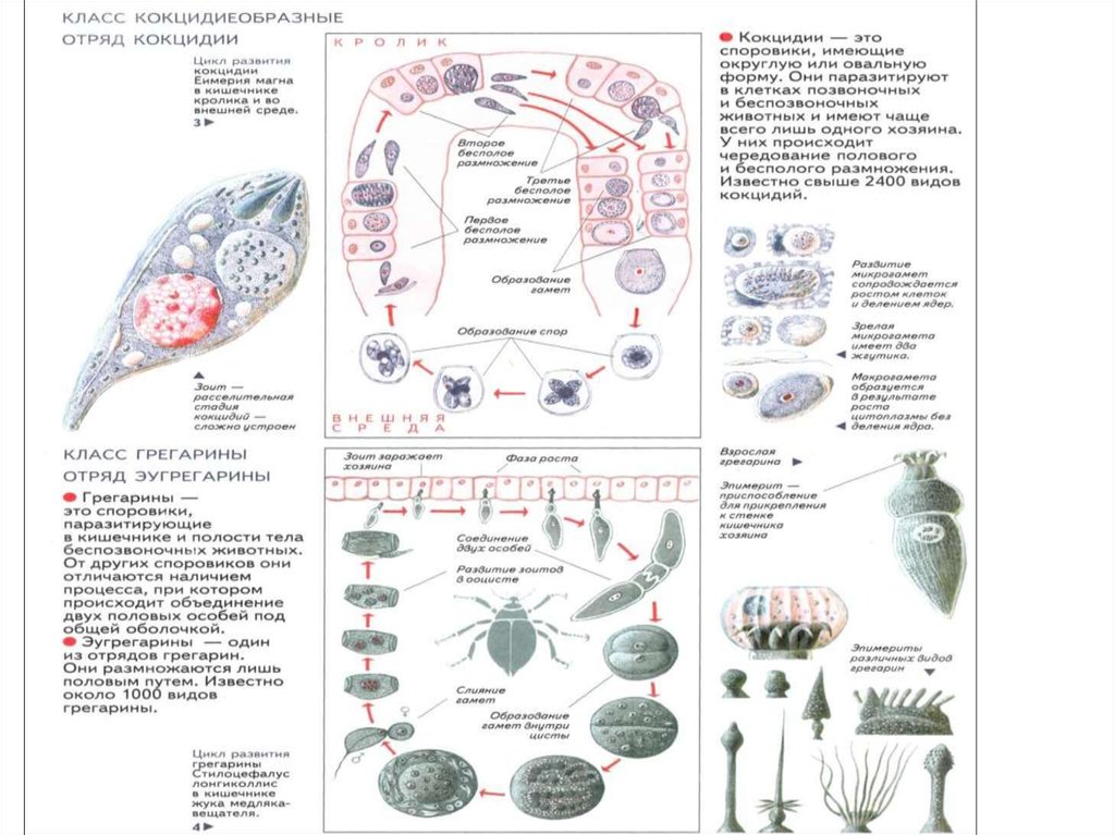 Жизненный цикл кокцидии схема