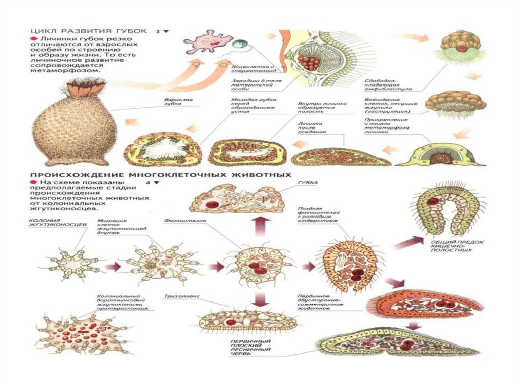 Губки схема размножения