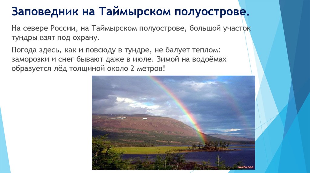 Какие заповедники в тундре. Заповедники тундры. Заповедник на Таймырском полуострове. Заповедники и заказники тундры. Заповедники на территории тундры.