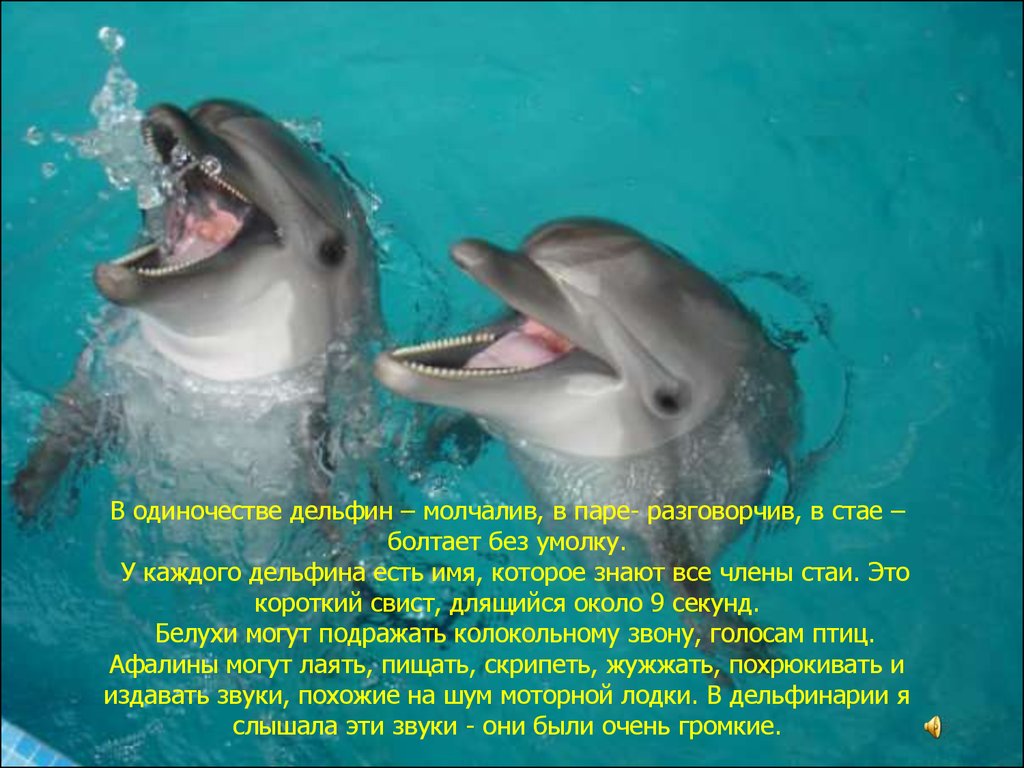 Дельфин я говорю тебе про любовь. Интересные факты о дельфинах. Интересные факты о дельфинах для детей. Факты о дельфине. Интересные факты из жизни дельфинов.