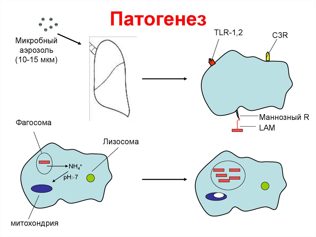 Патогенез картинка для презентации