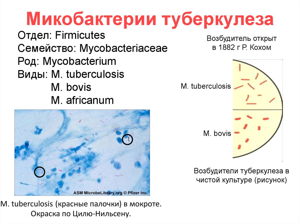 Форма микобактерий