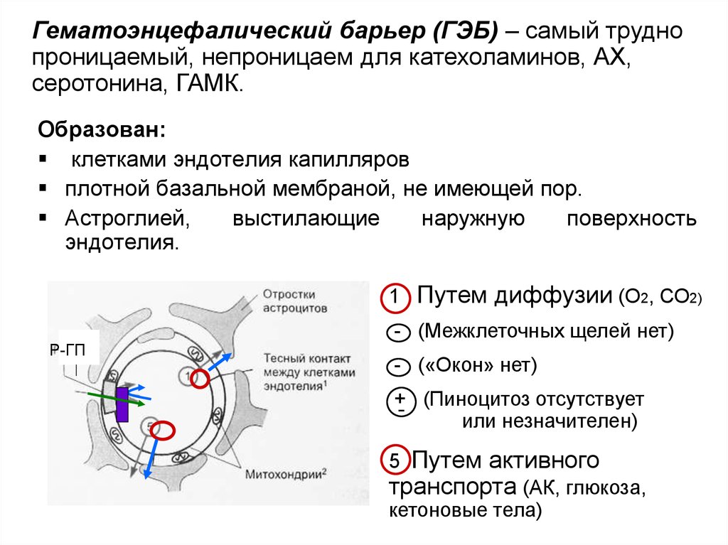 Гематоэнцефалический барьер презентация