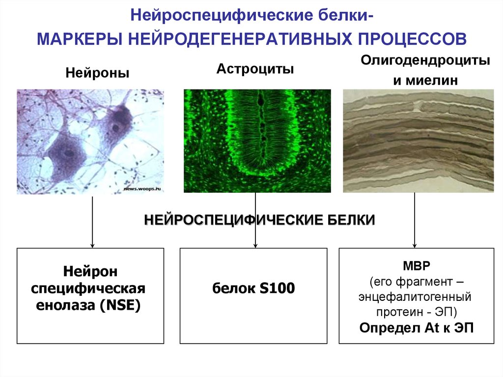 Белки тканей. Белки нервной ткани специфические белки. Мозгоспецифический белок s100 функции. NSE белок s100. Специфические белки нервной ткани биохимия.