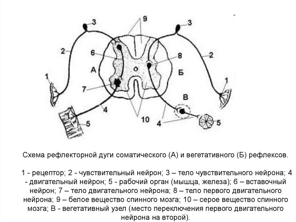 Действия рефлекторной дуги. Схема трехнейронной рефлекторной дуги двигательного рефлекса. Схема рефлекторной дуги спинного мозга. Схема трехнейронной рефлекторной дуги соматического рефлекса. Схема соматического и вегетативного рефлекса.