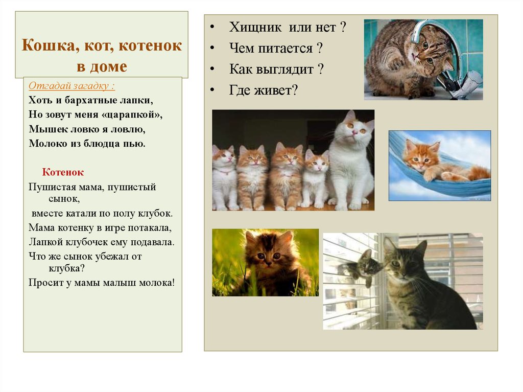 Кошка это кошка у кошки 7 котят. Презентация про котов. Презентация кошки для дошкольников. Презентация домашнего животного кошка. Проект за домашними животными кот.