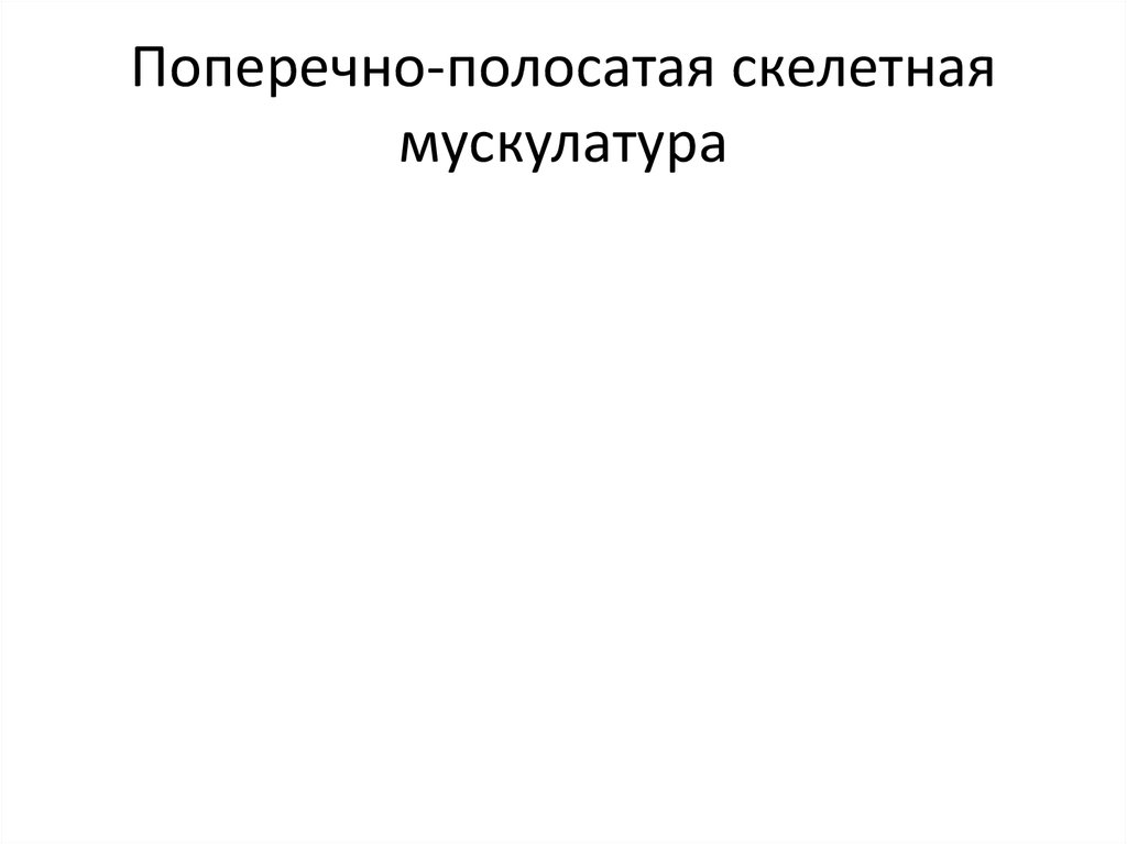 Поперечно-полосатая скелетная мускулатура