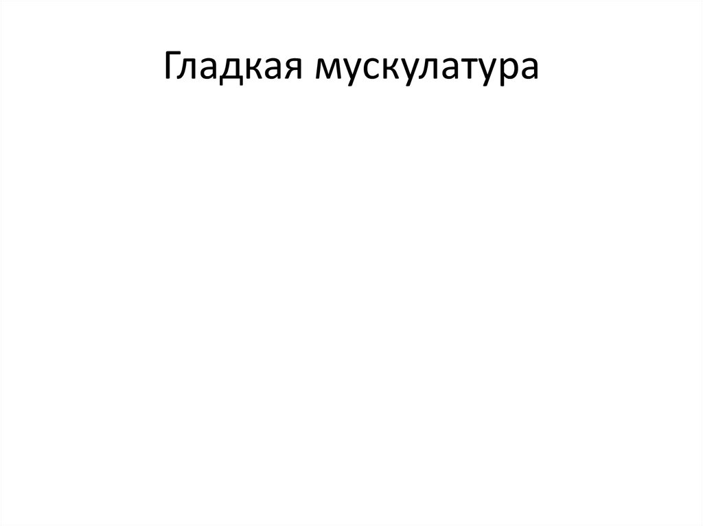 Гладкая мускулатура