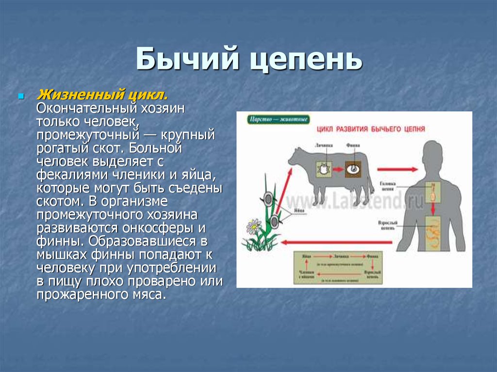 Человек для бычьего цепня хозяин. Цикл развития бычьего цепня кратко. Цикл развития бычьего цепня схема. Жизненный жизненный цикл бычьего цепня. Бычий Солитер жизненный цикл.