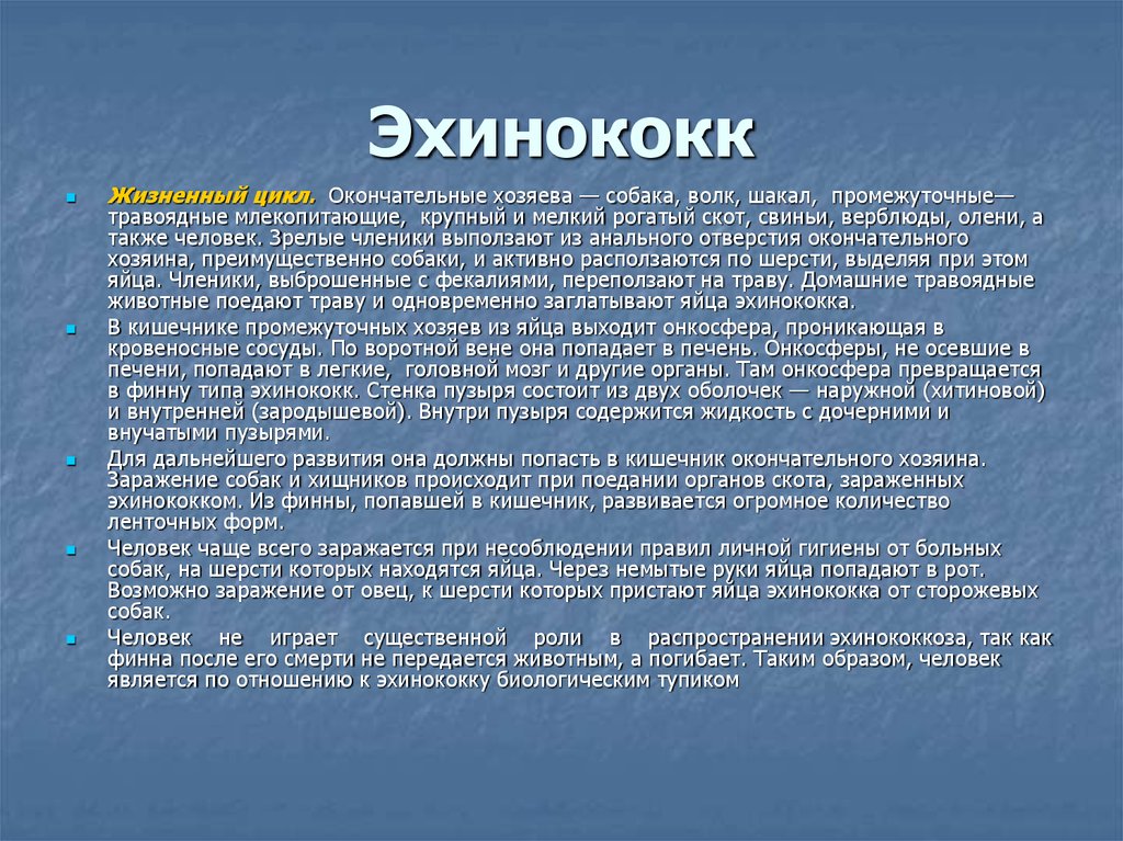 Как человек может заразиться эхинококком. Эхинококк географическое распространение. Цикл развития эхинококка происходит в. Эхинококк жизненный цикл.