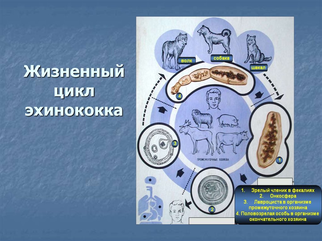 Какой цифрой обозначен на рисунке окончательный хозяин эхинококка