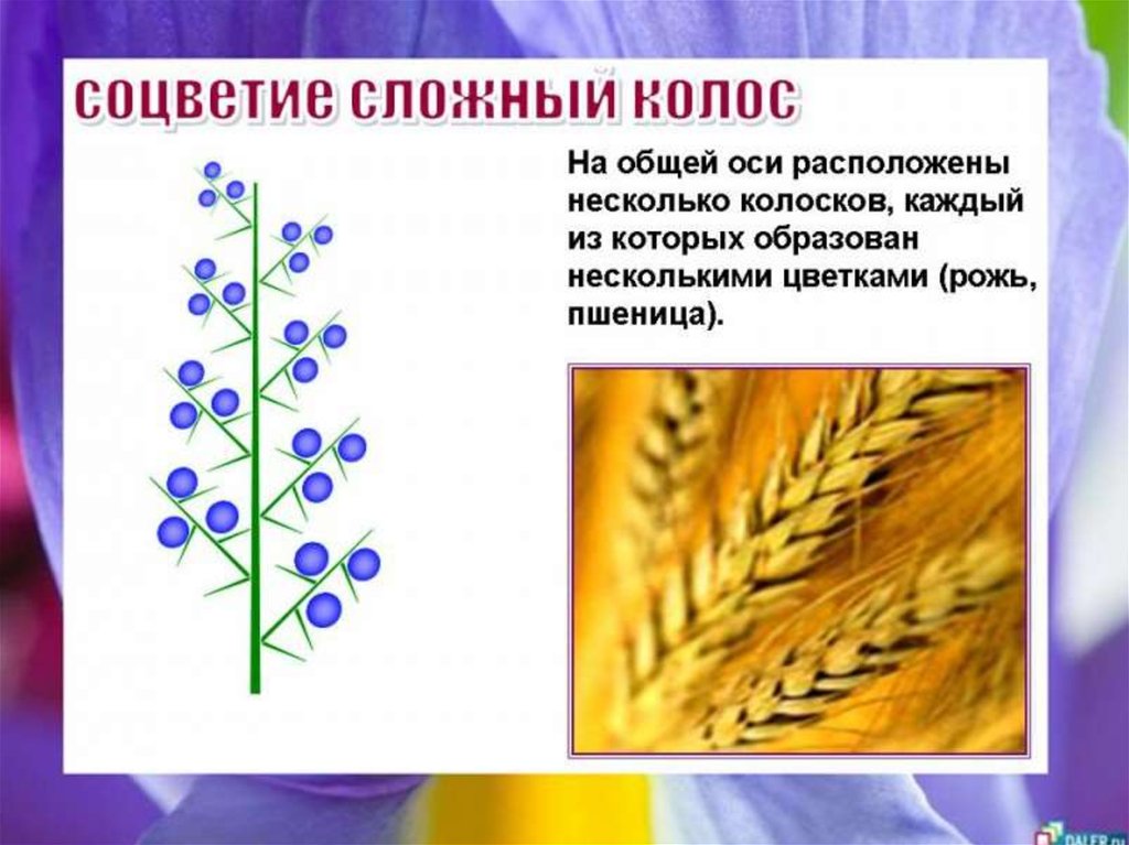 Соцветие сложный колос характерно для растений. Соцветие. Строение соцветия. Растения с соцветием кисть. Соцветие кисть примеры растений.